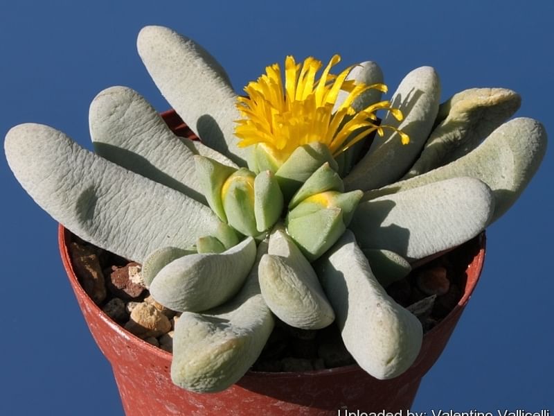 Glottiphyllum Oligocarpum | Glottiphyllum | Aizoaceae