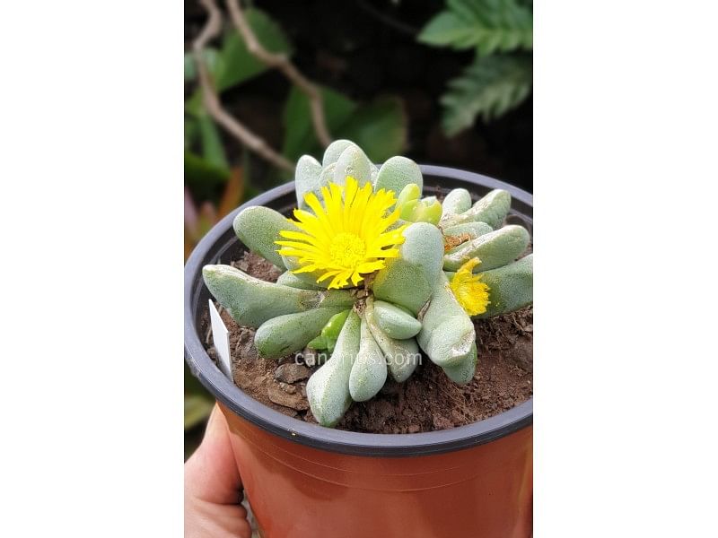Glottiphyllum Oligocarpum | Glottiphyllum | Aizoaceae