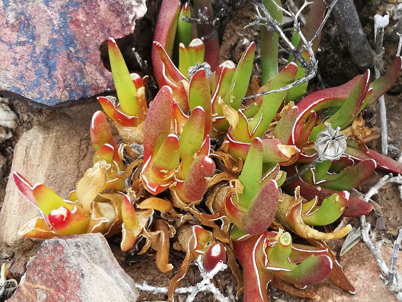 Glottiphyllum Peersii | Glottiphyllum | Aizoaceae