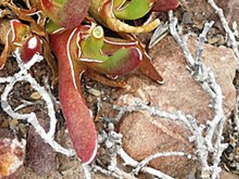 Glottiphyllum Peersii | Glottiphyllum | Aizoaceae