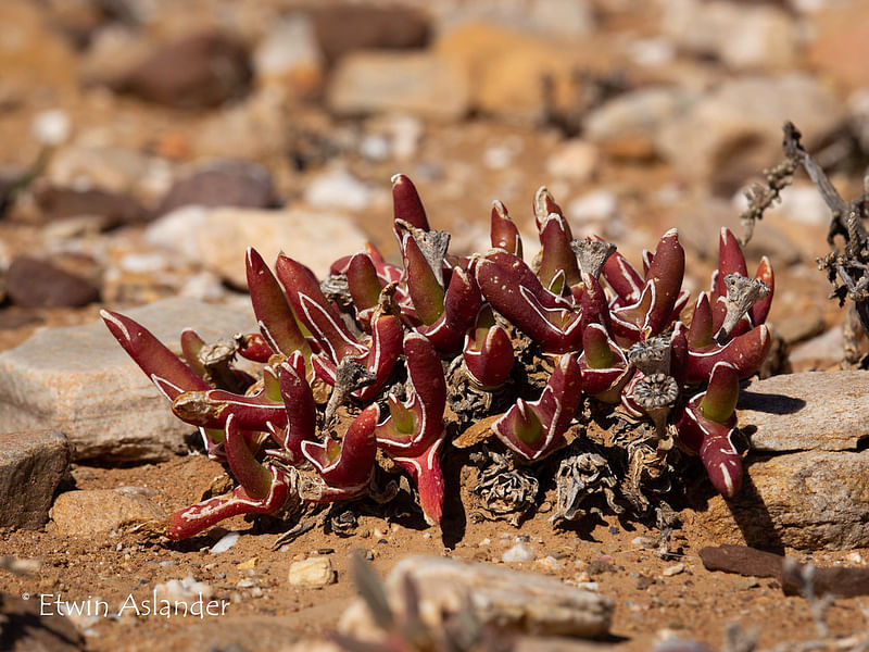 Glottiphyllum Peersii | Glottiphyllum | Aizoaceae