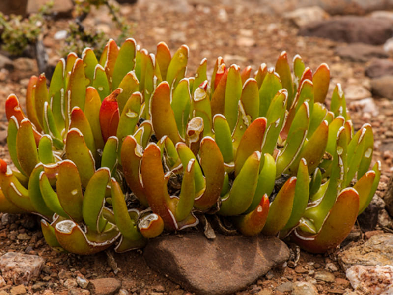 Glottiphyllum Peersii | Glottiphyllum | Aizoaceae