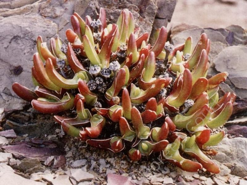 Glottiphyllum Peersii | Glottiphyllum | Aizoaceae