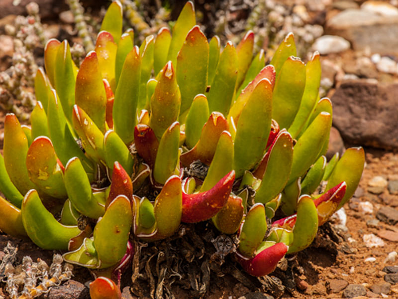Glottiphyllum Peersii | Glottiphyllum | Aizoaceae