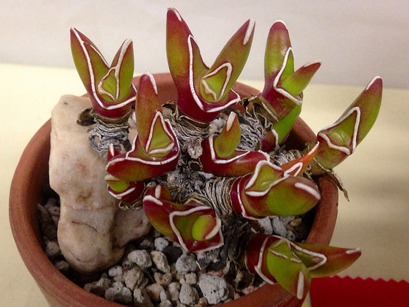 Glottiphyllum Peersii | Glottiphyllum | Aizoaceae