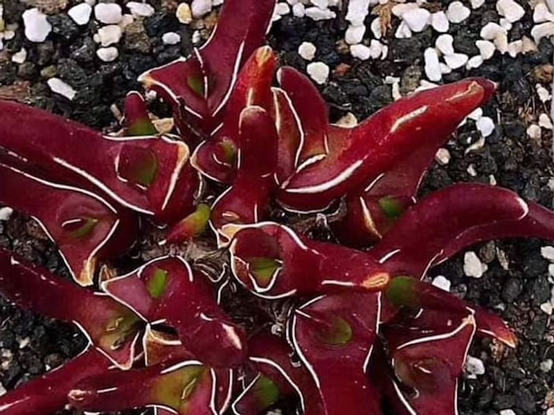Glottiphyllum Peersii | Glottiphyllum | Aizoaceae