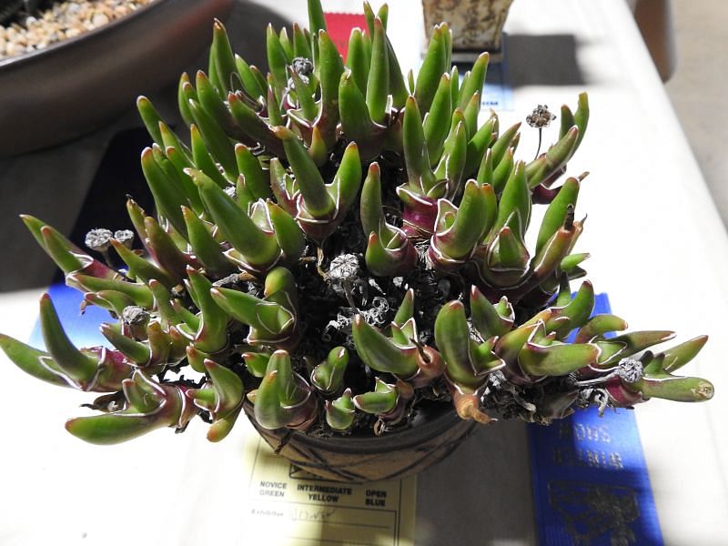 Glottiphyllum Peersii | Glottiphyllum | Aizoaceae