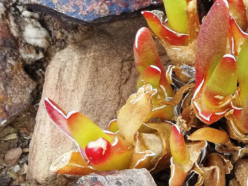 Glottiphyllum Peersii | Glottiphyllum | Aizoaceae