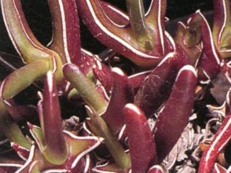 Glottiphyllum Peersii | Glottiphyllum | Aizoaceae