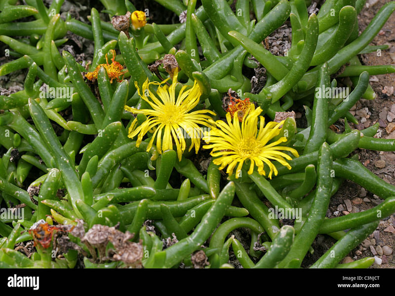 Glottiphyllum Peersii | Glottiphyllum | Aizoaceae