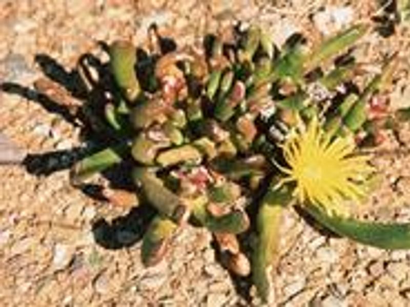 Glottiphyllum Peersii | Glottiphyllum | Aizoaceae