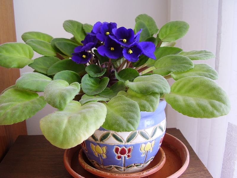 Gloxinia | Gesneriaceae