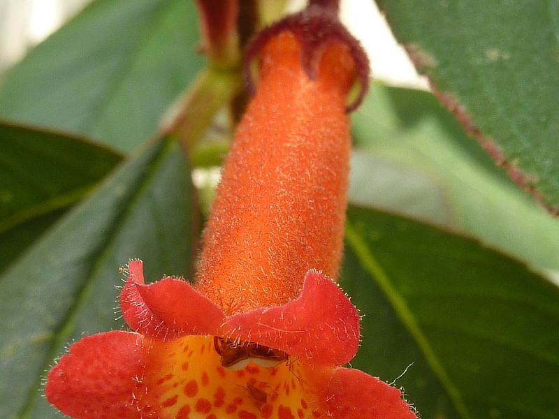 Gloxinia | Gesneriaceae
