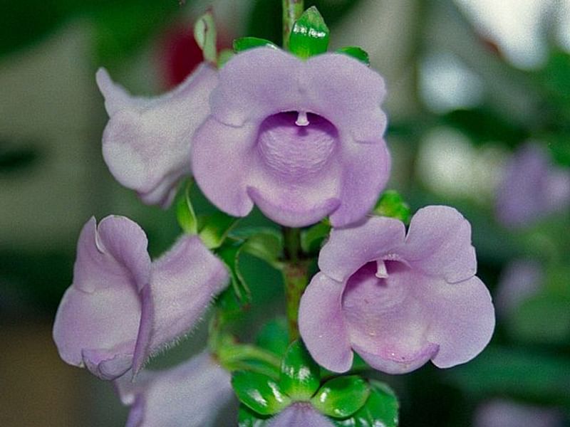 Gloxinia | Gesneriaceae