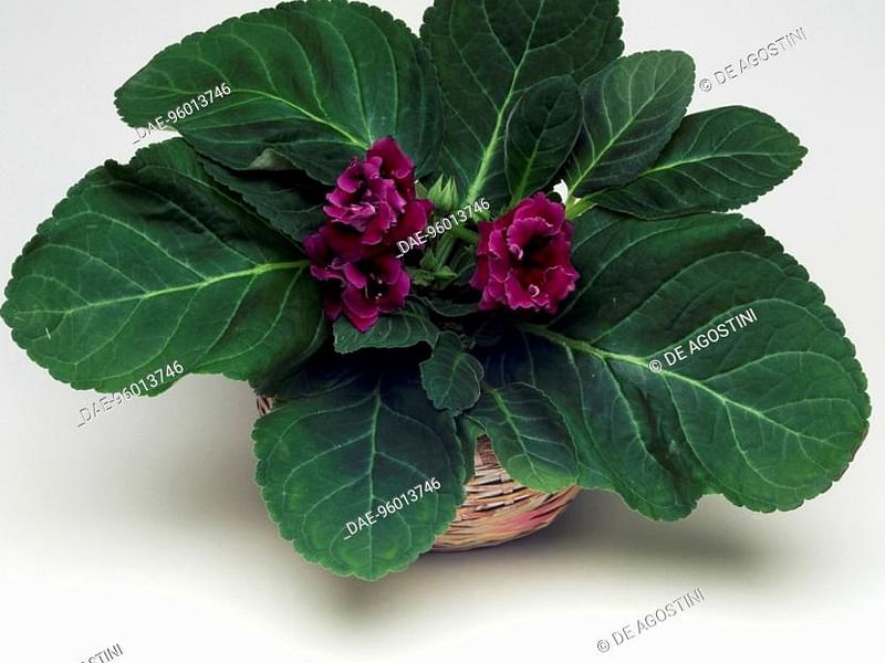 Gloxinia | Gesneriaceae