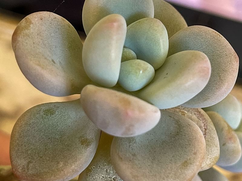 Graptopetalum | Crassulaceae