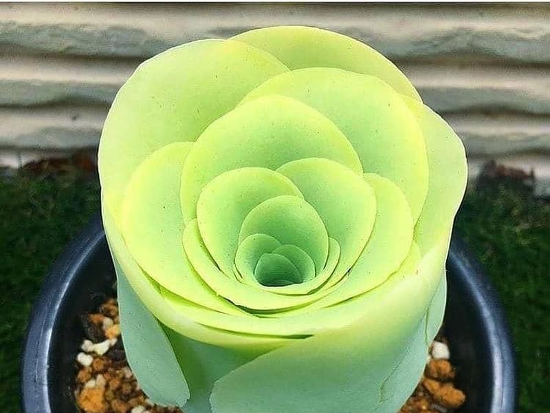 Greenovia Diplocycla | Aeonium | Crassulaceae