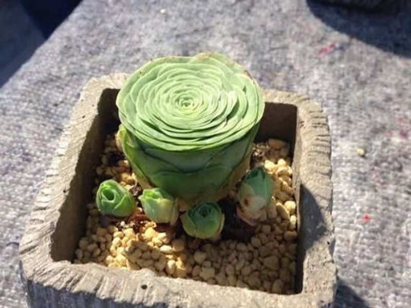 Greenovia Diplocycla | Aeonium | Crassulaceae