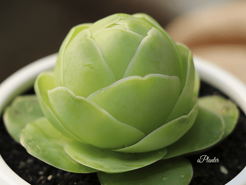 Greenovia Diplocycla | Aeonium | Crassulaceae