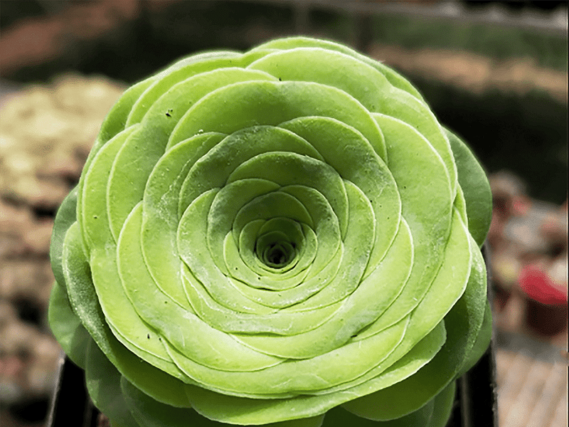 Greenovia Diplocycla | Aeonium | Crassulaceae