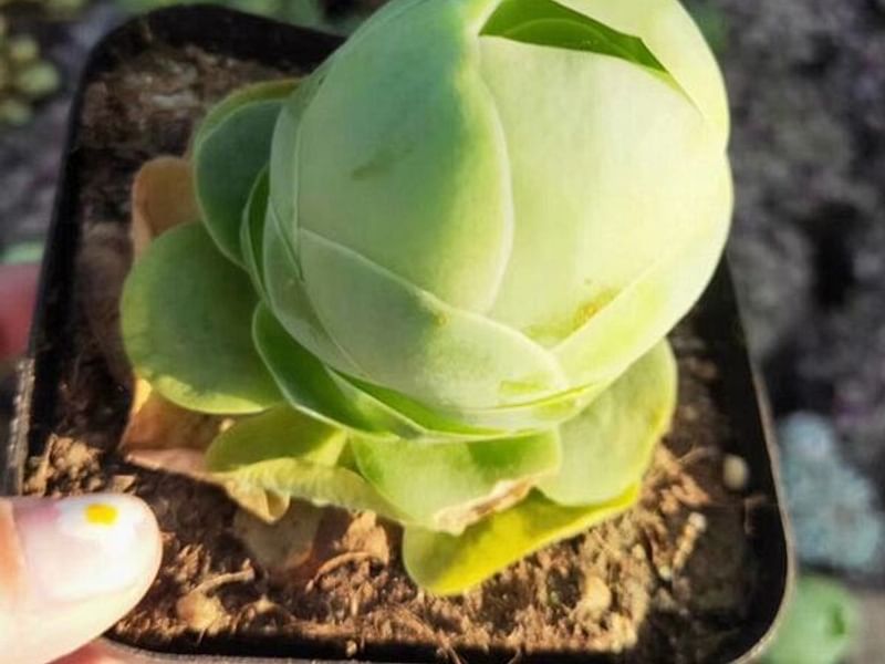 Greenovia Diplocycla | Aeonium | Crassulaceae