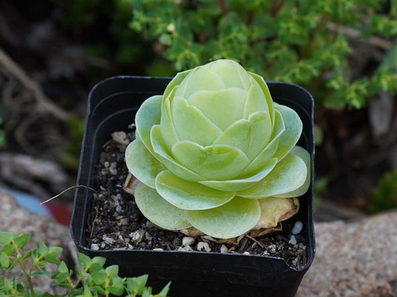 Greenovia Diplocycla | Aeonium | Crassulaceae