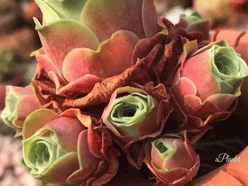 Greenovia Diplocycla | Aeonium | Crassulaceae