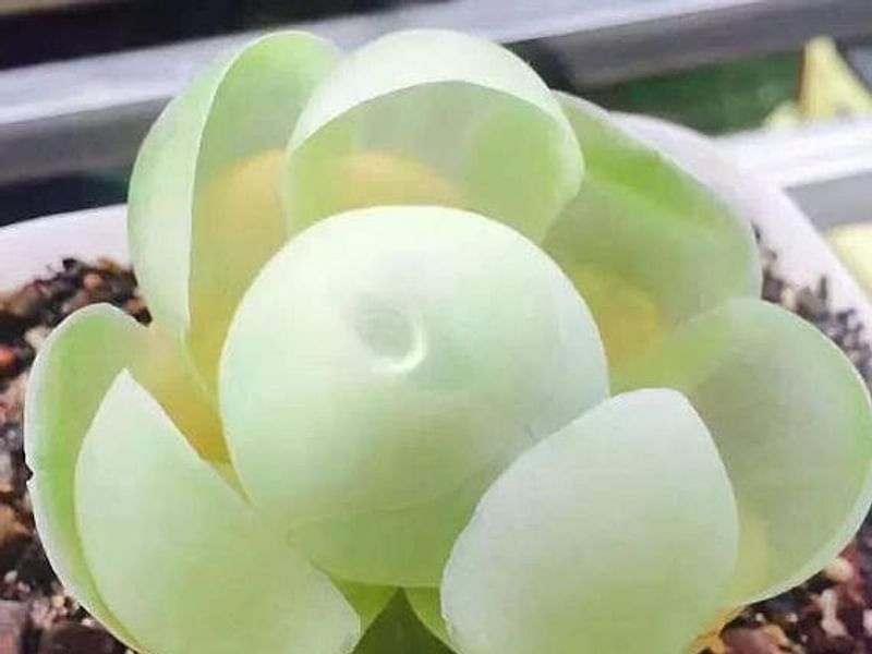 Greenovia Diplocycla | Aeonium | Crassulaceae