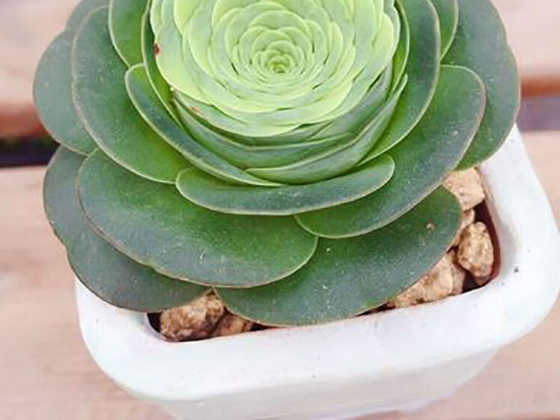 Greenovia Diplocycla | Aeonium | Crassulaceae