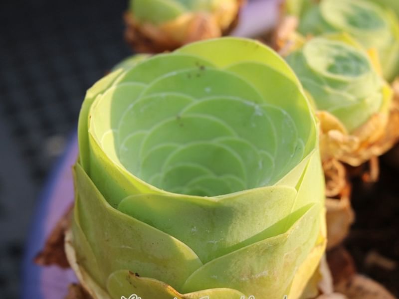 Greenovia Diplocycla | Aeonium | Crassulaceae