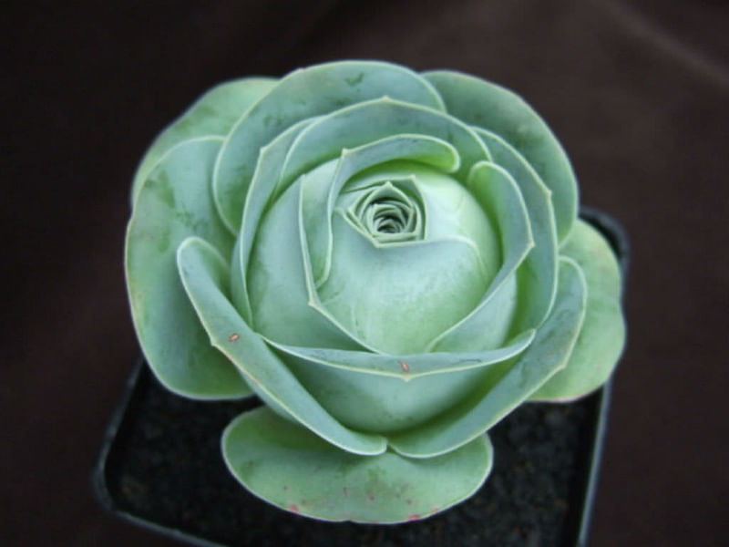 Greenovia Diplocycla | Aeonium | Crassulaceae