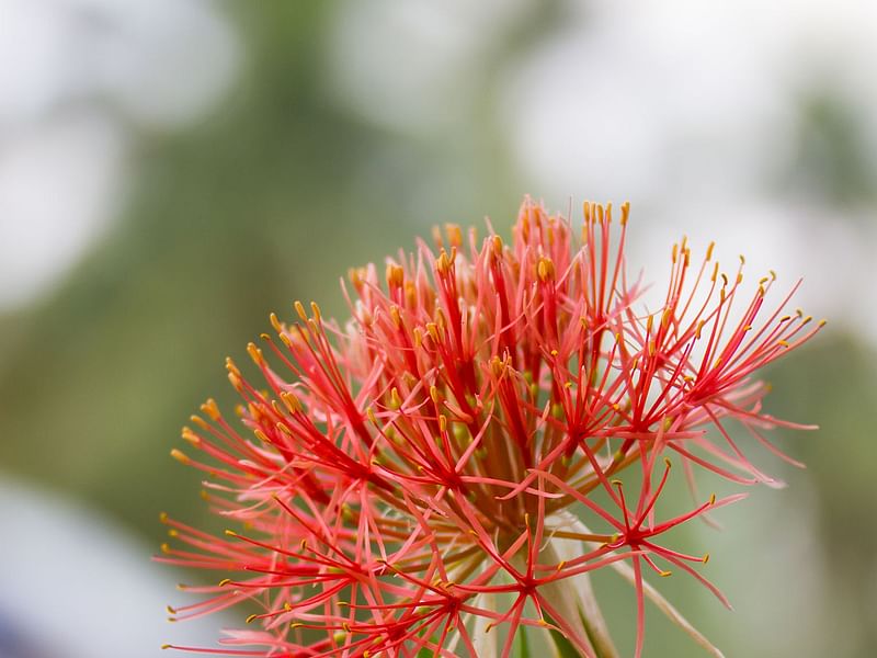 Haemanthus | Amaryllidaceae