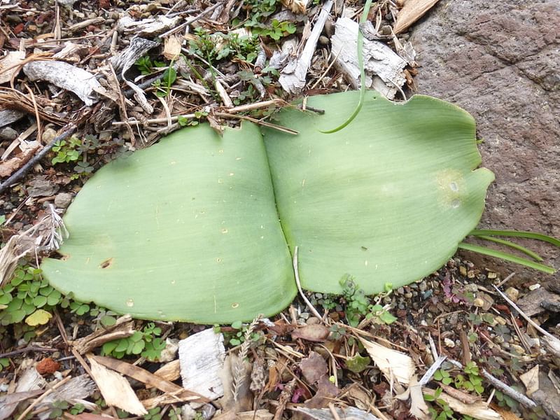 Haemanthus Humilis | Haemanthus | Amaryllidaceae