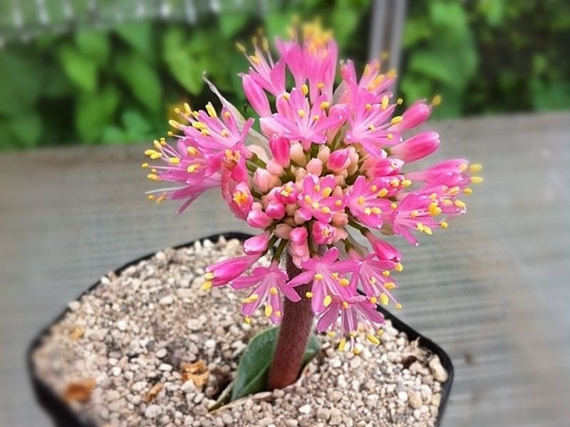 Haemanthus Humilis | Haemanthus | Amaryllidaceae