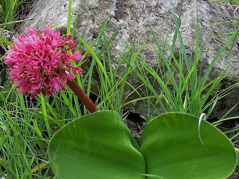 Haemanthus Humilis | Haemanthus | Amaryllidaceae
