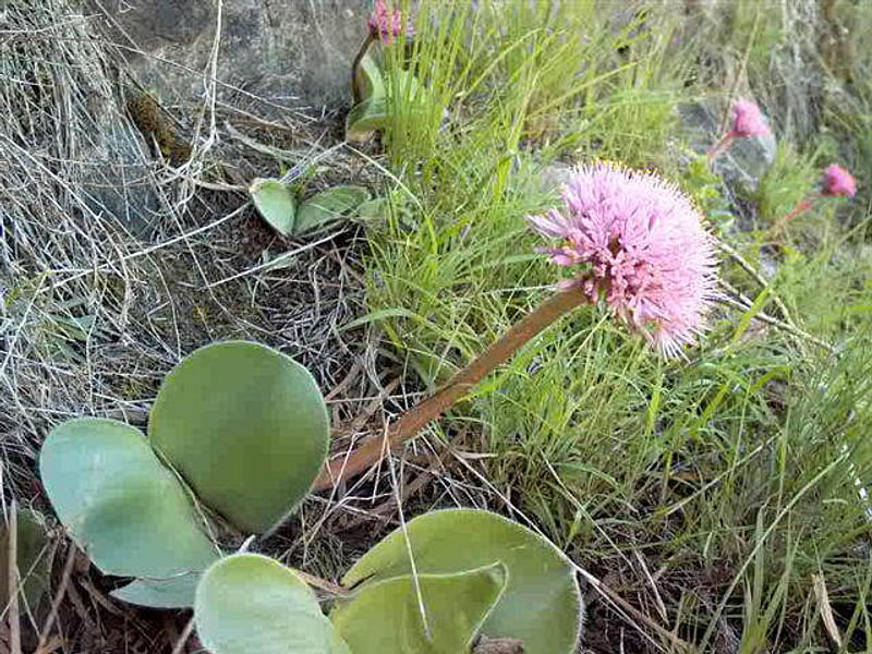 Haemanthus Humilis | Haemanthus | Amaryllidaceae