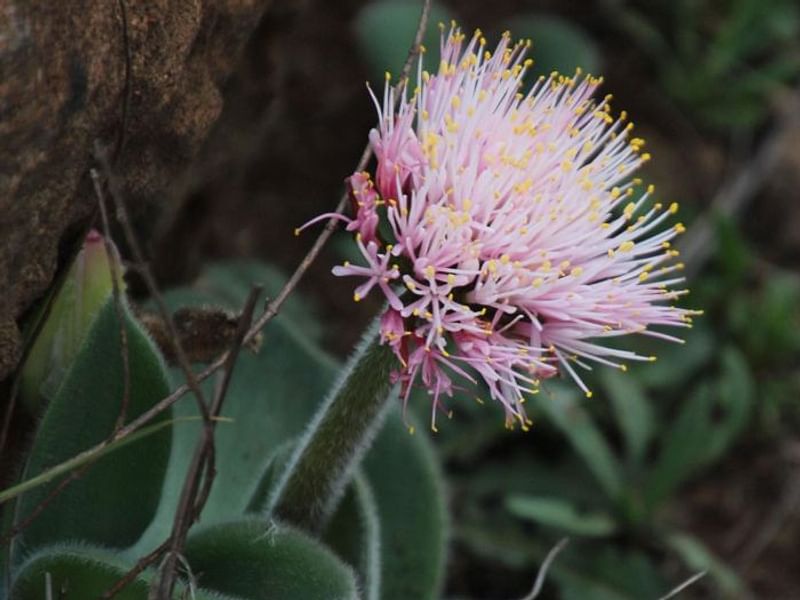 Haemanthus Humilis | Haemanthus | Amaryllidaceae