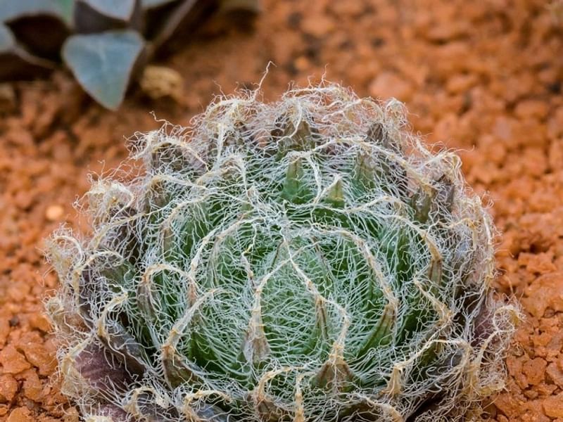 Haworthia Arachnoidea Var. Pearsonii | Haworthia | Aloaceae