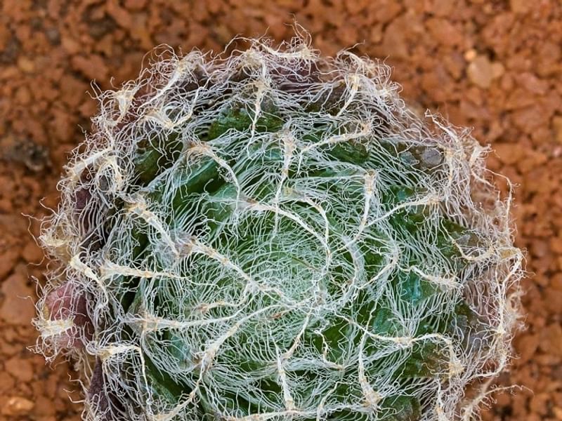 Haworthia Arachnoidea Var. Pearsonii | Haworthia | Aloaceae