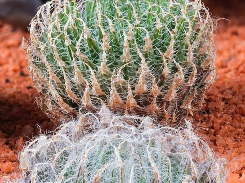 Haworthia Arachnoidea Var. Pearsonii | Haworthia | Aloaceae