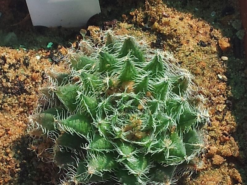 Haworthia Arachnoidea Var. Pearsonii | Haworthia | Aloaceae