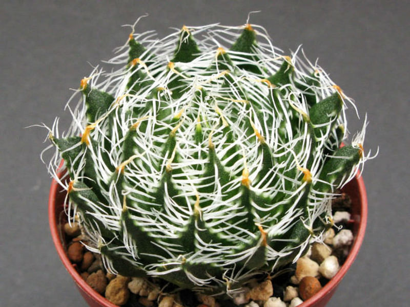 Haworthia Arachnoidea Var. Pearsonii | Haworthia | Aloaceae