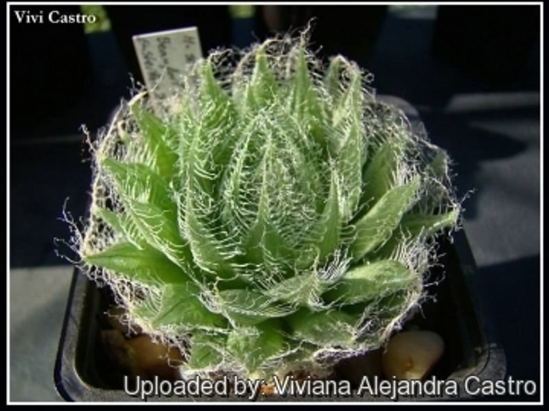 Haworthia Arachnoidea Var. Pearsonii | Haworthia | Aloaceae