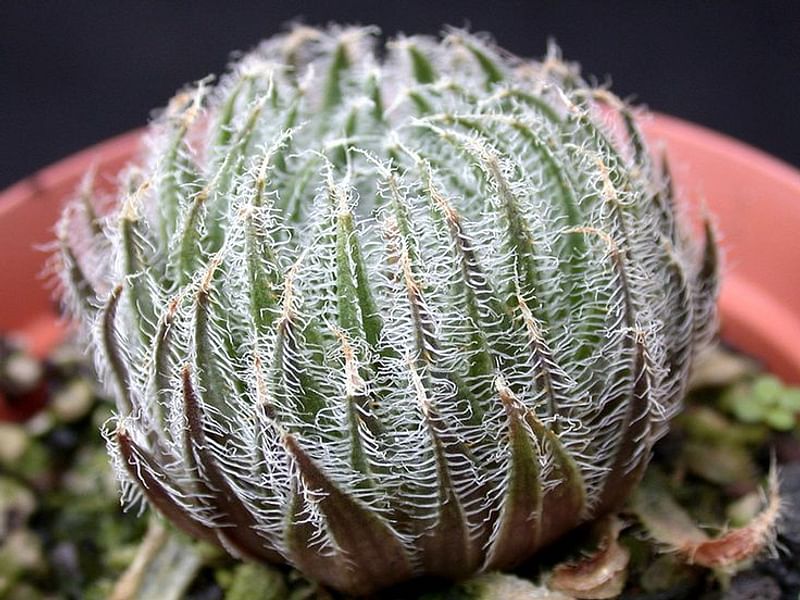 Haworthia Arachnoidea Var. Pearsonii | Haworthia | Aloaceae