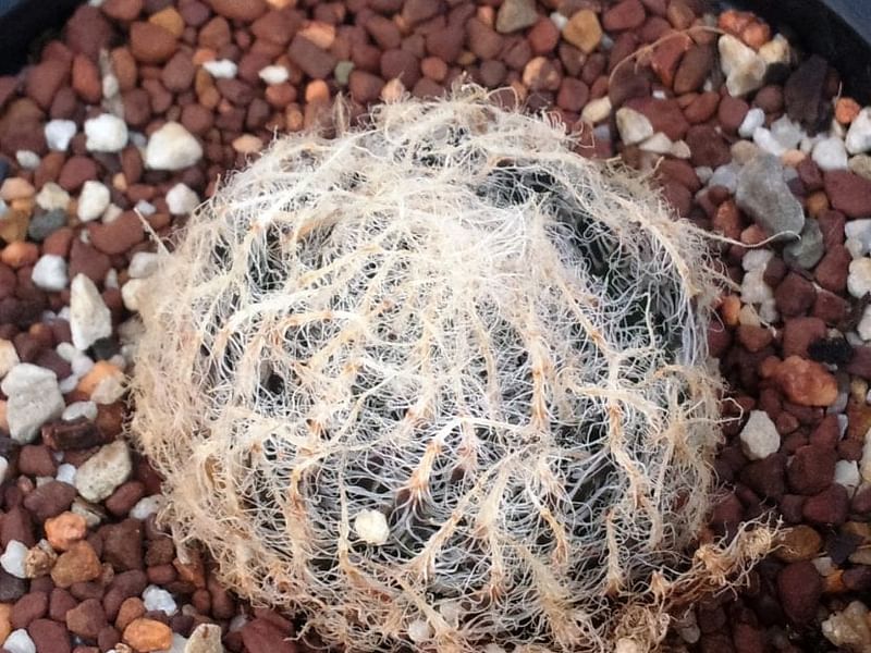 Haworthia Arachnoidea Var. Pearsonii | Haworthia | Aloaceae
