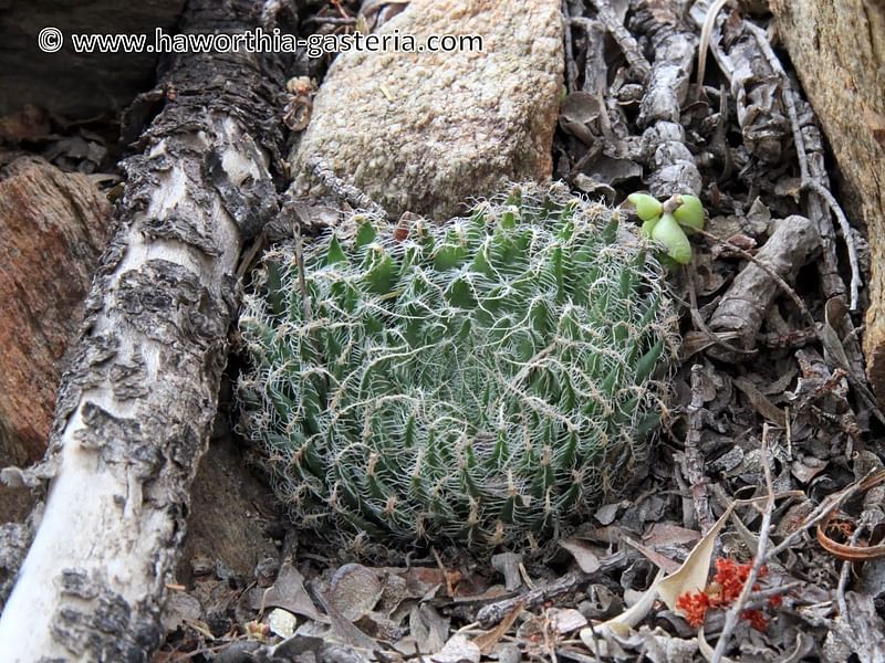 Haworthia Arachnoidea Var. Pearsonii | Haworthia | Aloaceae