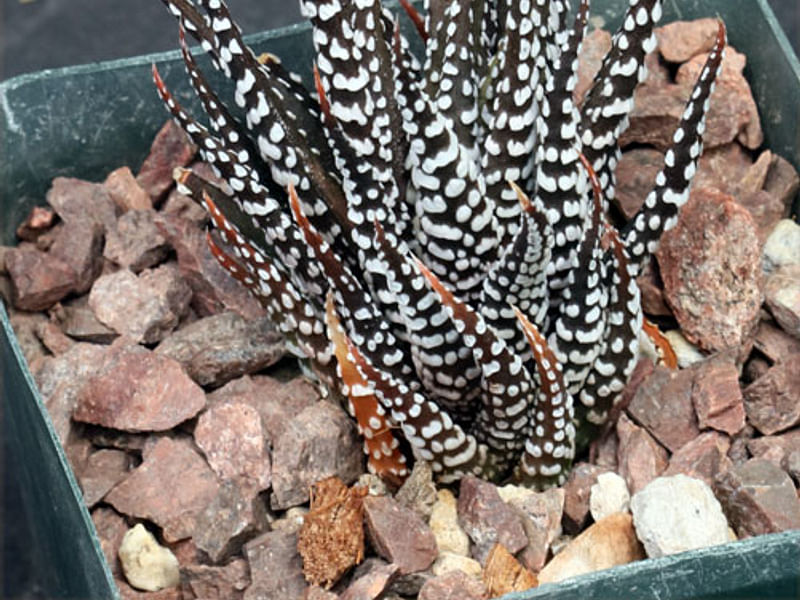 Haworthia Attenuata F. Caespitosa | Haworthia | Aloaceae