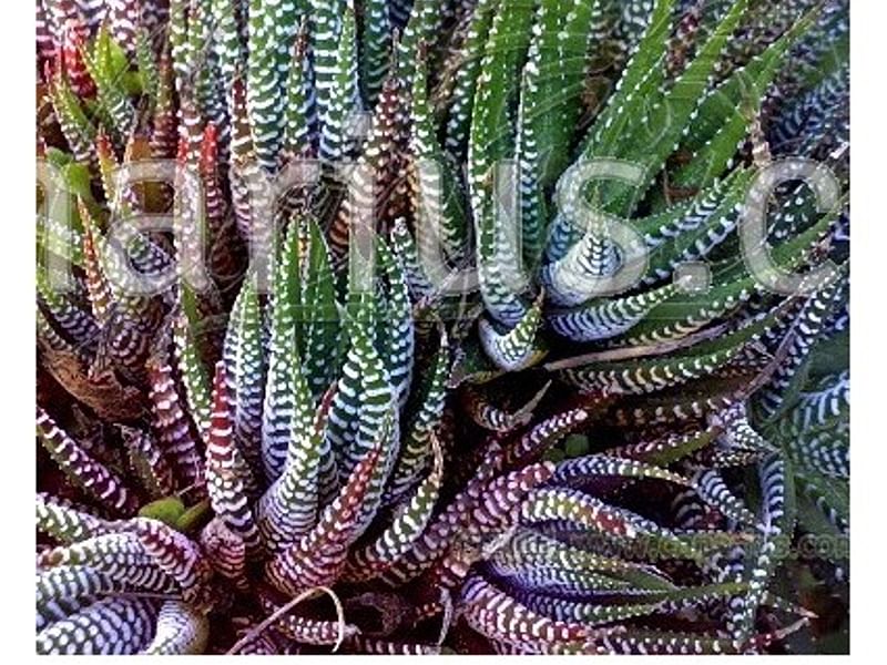 Haworthia Attenuata F. Caespitosa | Haworthia | Aloaceae