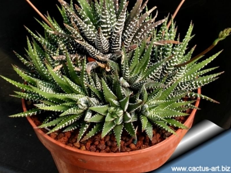 Haworthia Attenuata F. Caespitosa | Haworthia | Aloaceae