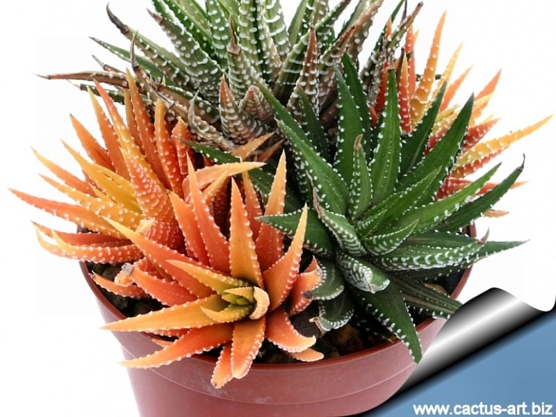Haworthia Attenuata F. Caespitosa | Haworthia | Aloaceae